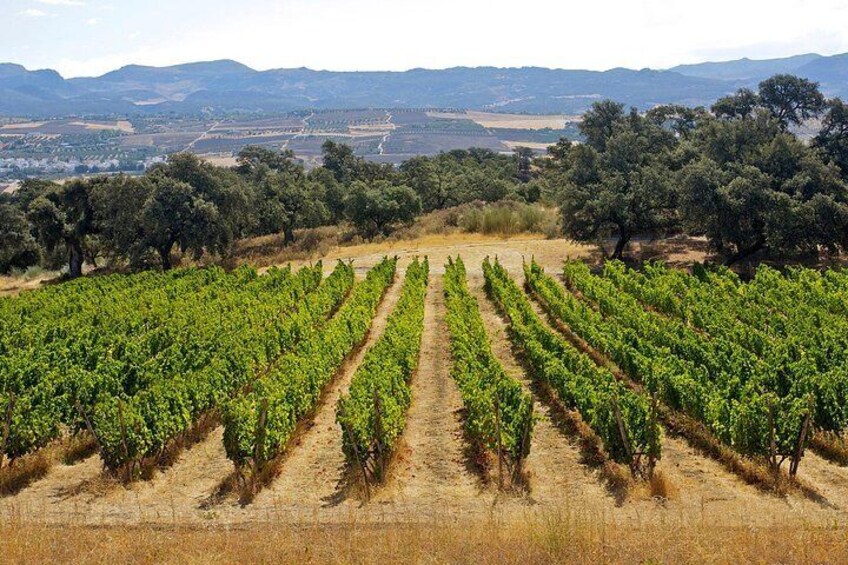 winery ronda