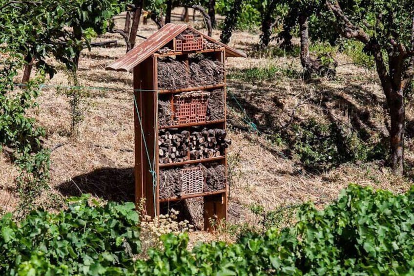 Ronda Organic Wine Tour from Marbella