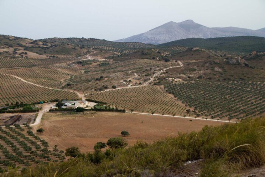Olive Oil tour and tasting from Malaga