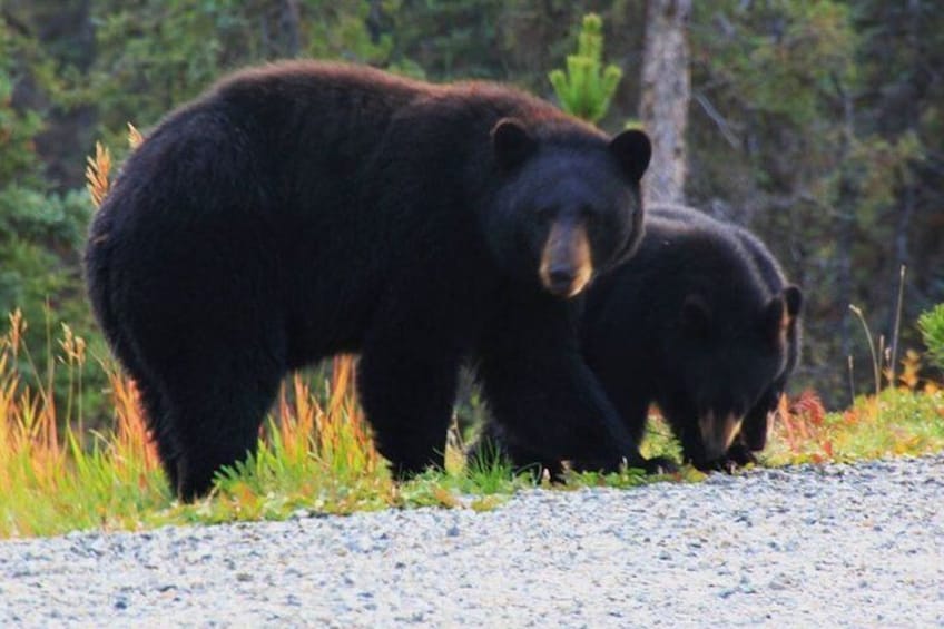 Half-Day Yukon Sightseeing Shore Excursion from Skagway