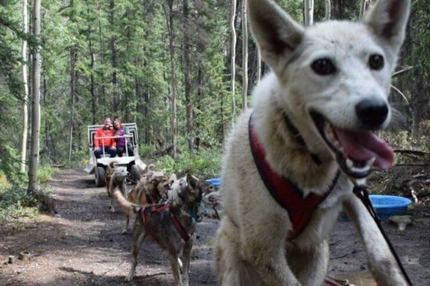 Skagway Shore Excursion: Yukon Dog Sledding and Sightseeing Tour