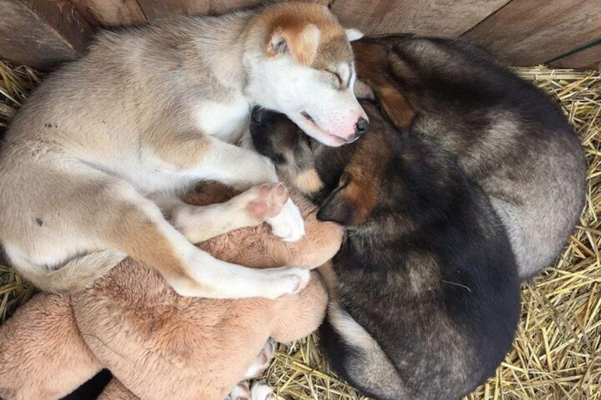 Husky Puppies