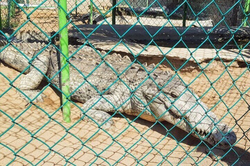 Countryside-Boat Ride- Horseback Riding- Turtle release-Croc Farm & Beach Lunch