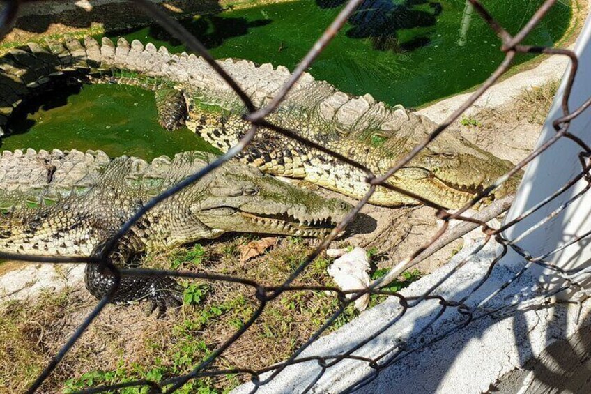 Beach Horseback Riding -Baby Turtle Release & Croc Farm with Mexican Lunch