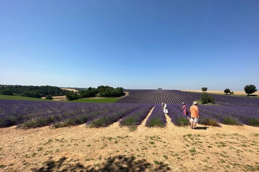 Private fullday Provence Lavender Fields