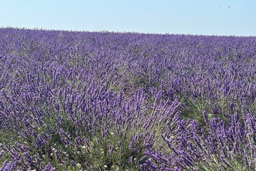 Private fullday Provence Lavender Fields