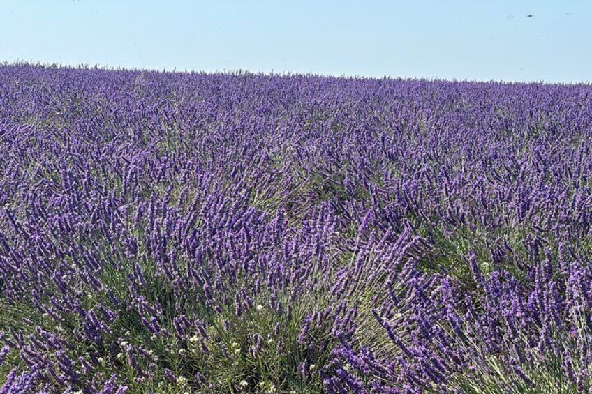Private fullday Provence Lavender Fields