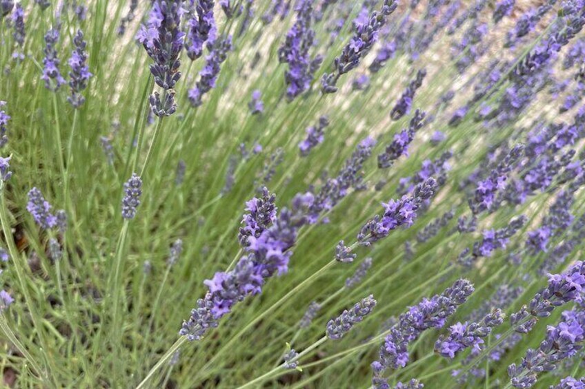 Private fullday Provence Lavender Fields