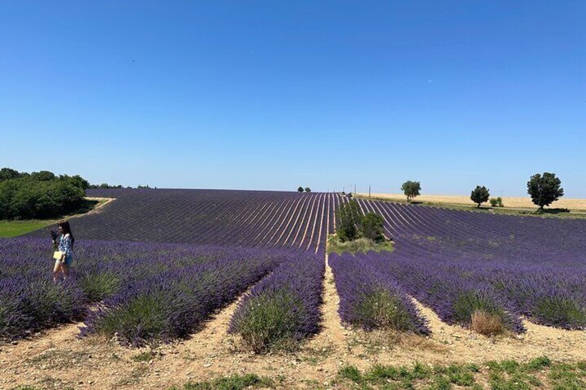 Private fullday Provence Lavender Fields