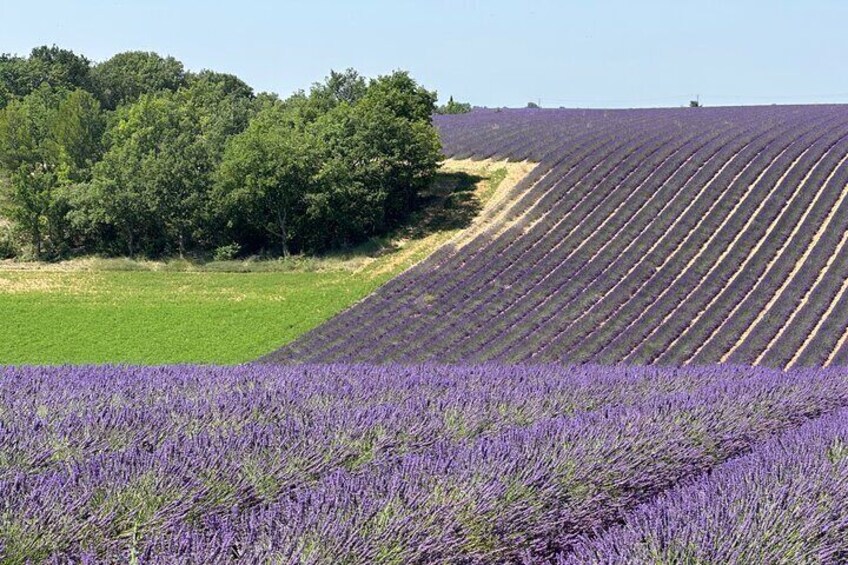 Private fullday Provence Lavender Fields