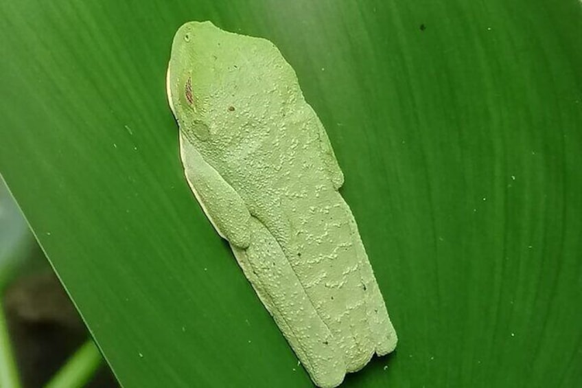 Veragua Rainforest and Tortuguero Canals Tour from Puerto Limon