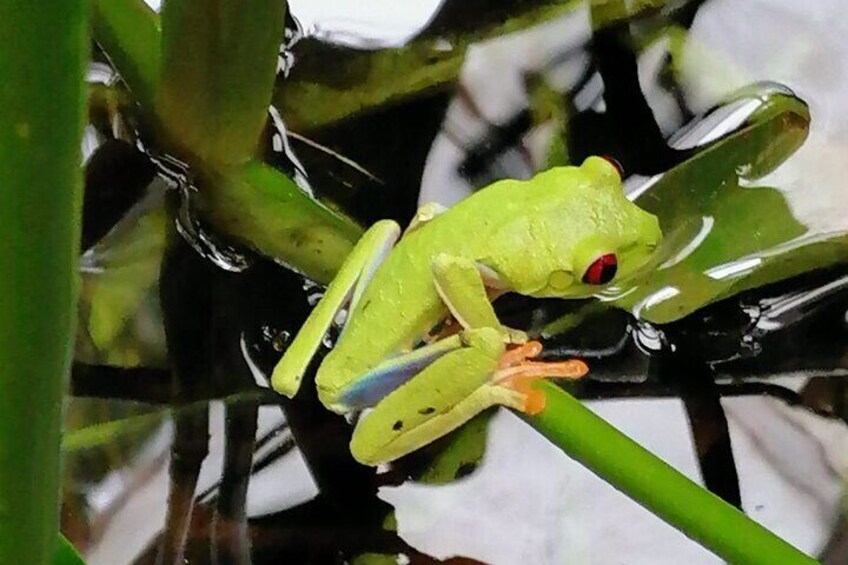 Veragua Rainforest and Tortuguero Canals Tour from Puerto Limon