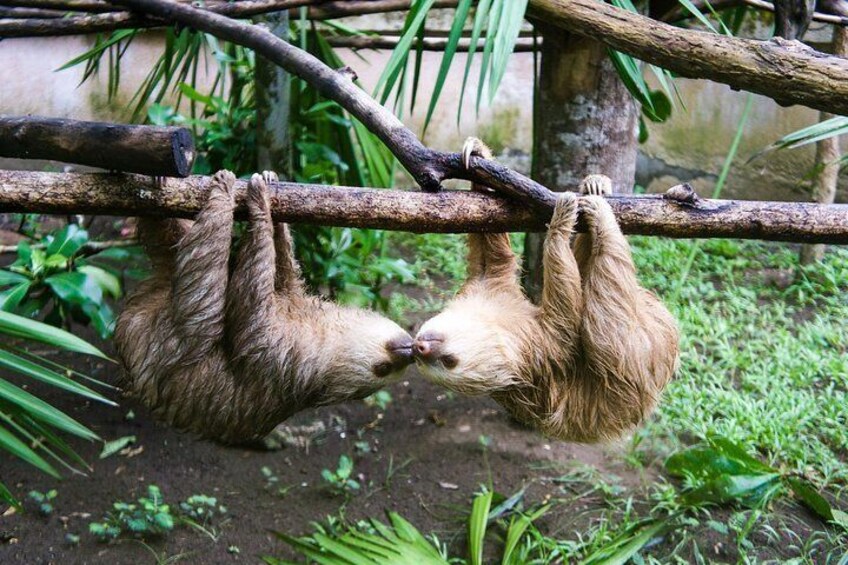 Sloth sanctuary