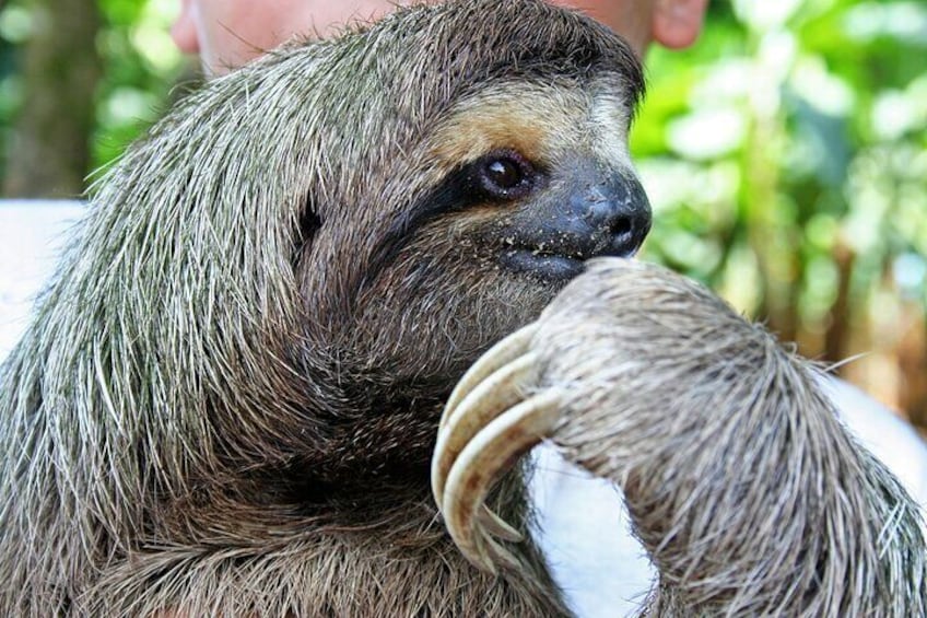 The chocolate forest experience & Cahuita National Park
