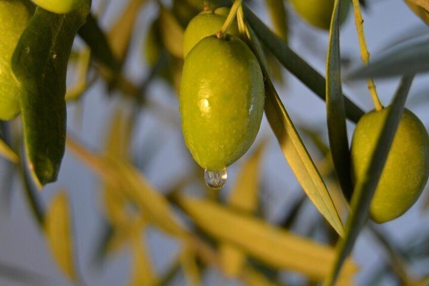 Olympia Olive Oil Tasting