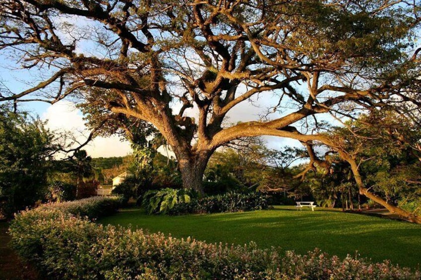 400 yr old Saman tree