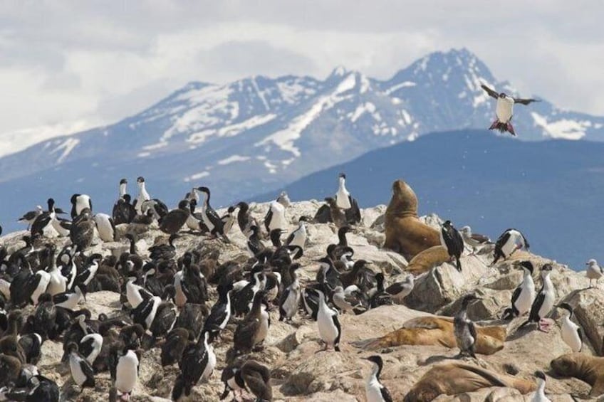 Gable Island with Penguin Rookery & Harberton Ranch from Ushuaia