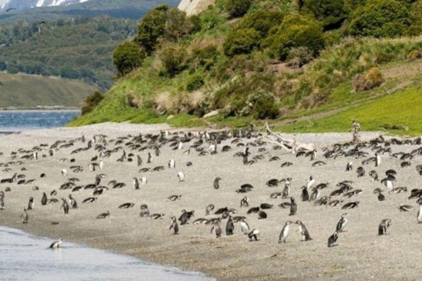 Gable Island with Penguin Rookery & Harberton Ranch from Ushuaia