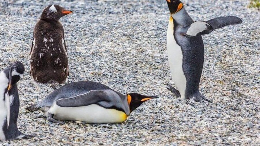 Gable Island with Penguin Rookery & Harberton Ranch from Ushuaia