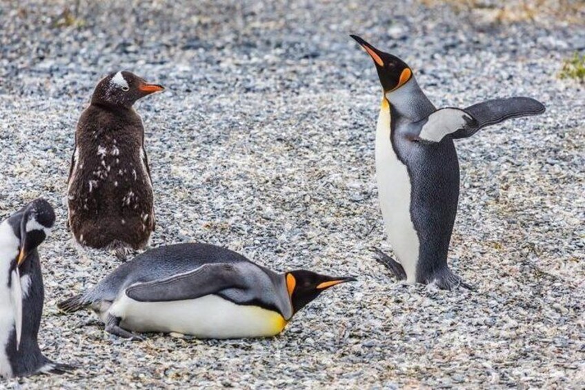 Gable Island with Penguin Rookery & Harberton Ranch from Ushuaia