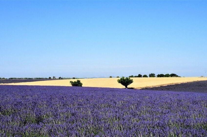 Valensole