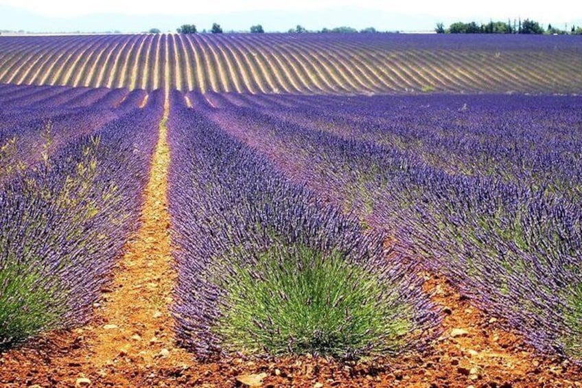 lavender field