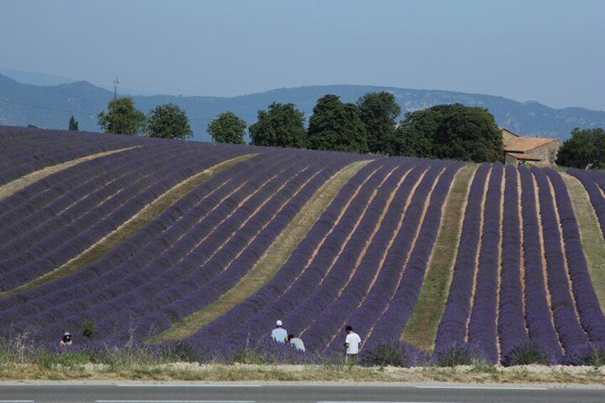 Marseille Shore Excursion: Shared Lavender Tour