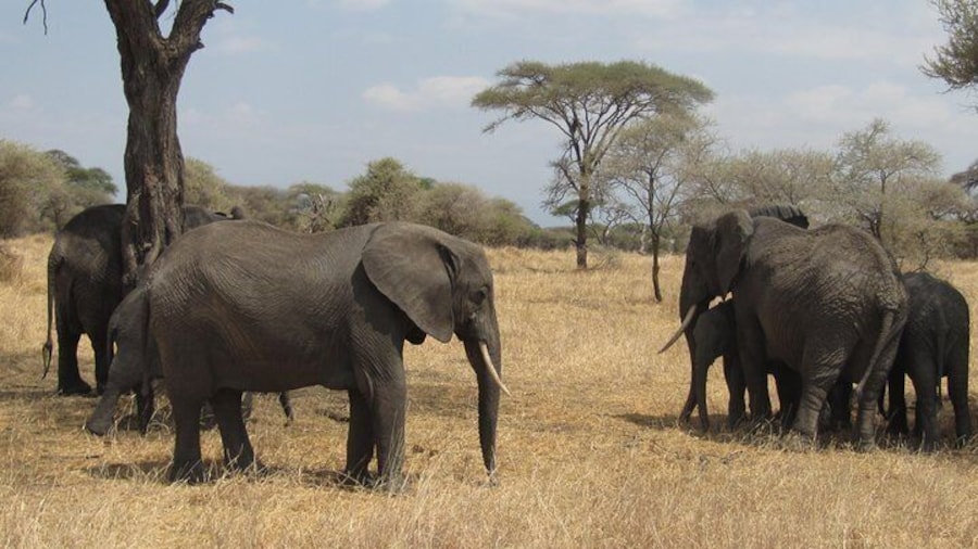Tarangire National Park: Guided Day Tour from Arusha