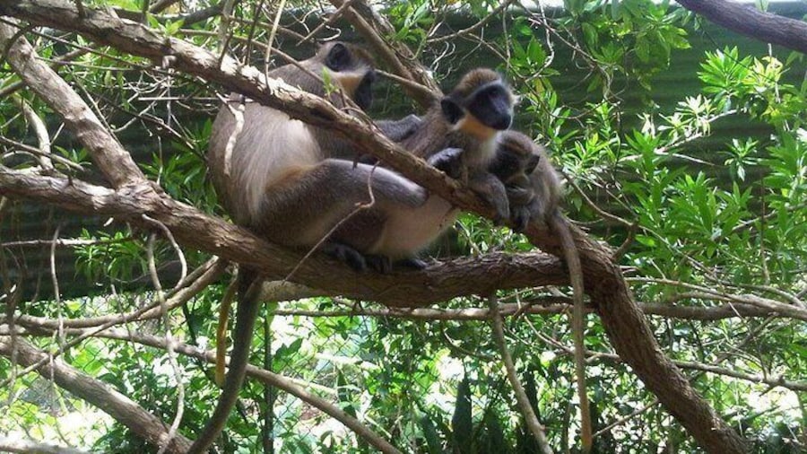 Green Monkeys