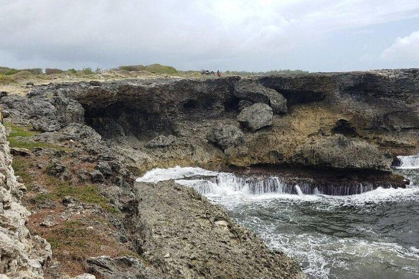 Animal Flower Cave