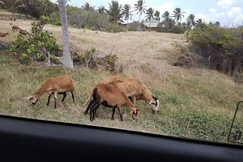 Black Belly Sheep