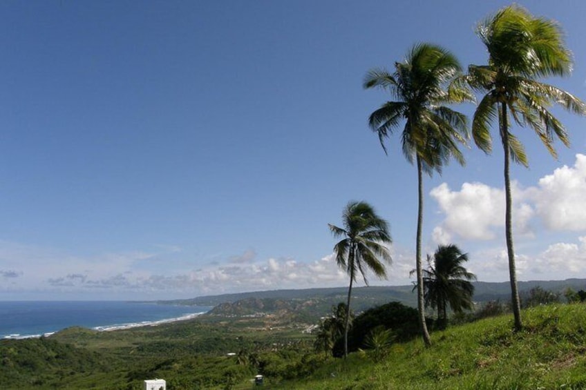 Cherry Tree Hill