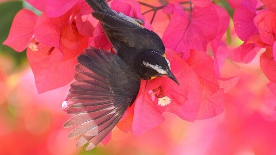 Bird