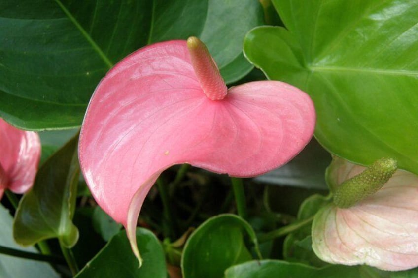 Anthurium