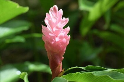 Tour de medio día por Barbados Harrisons Cave Hunte's Garden y Betsabé