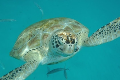 Barbados Island Tour, Monkey feeding & Swimming with the Turtles