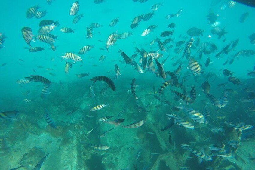 Fish at the shipwreck