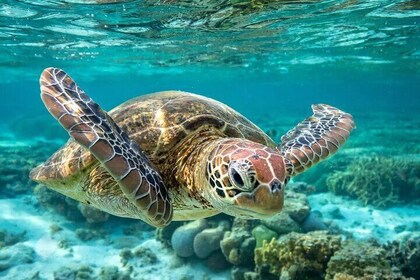 Barbados Turtle and Shipwreck Snorkel Adventure