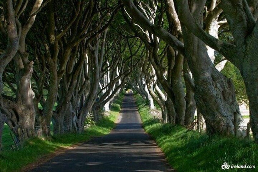 The Dark hedges full of Myths and legends