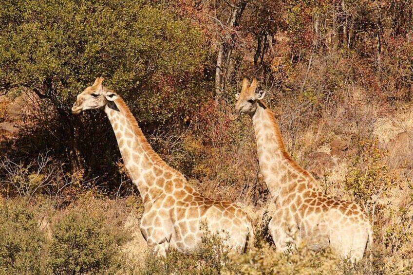 Pilanesberg National Park Giraffes 