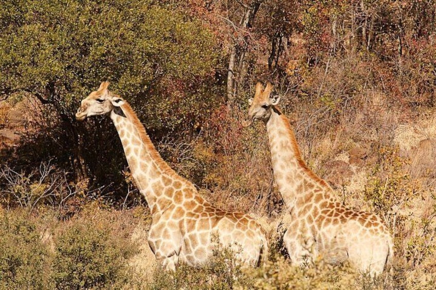 Pilanesberg National Park Giraffes