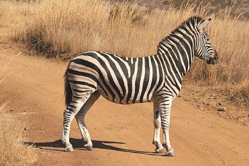 Zebra
