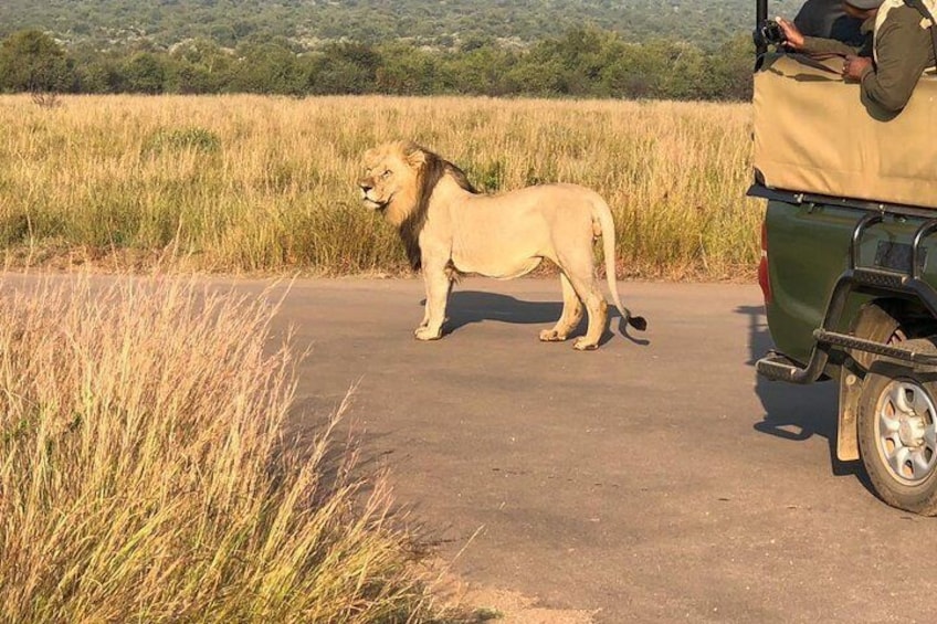 Lion