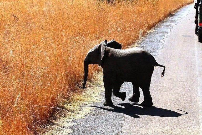 Baby Elephant