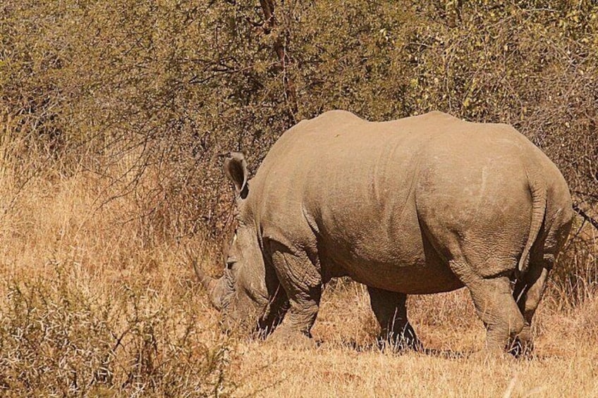White Rhino