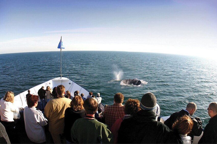 San Diego Whale & Dolphin Watching Adventure