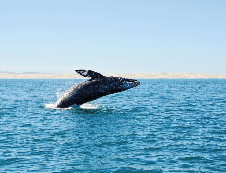 San Diego Whale & Dolphin Watching Adventure