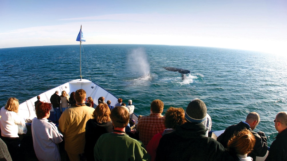 Whale watchers see a humpback whale 