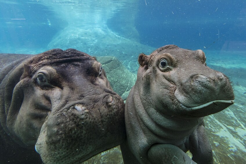San Diego Zoo Tickets