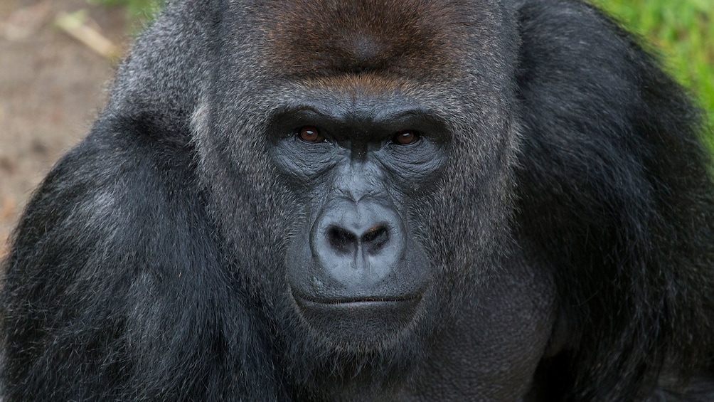 Show item 5 of 10. Gorilla at the San Diego zoo.